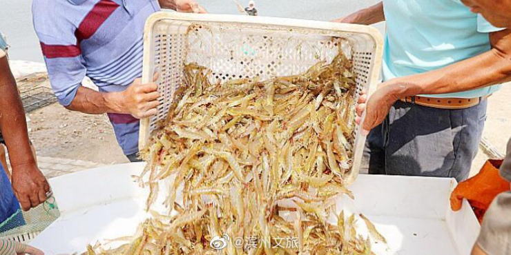 永利网站/山东滨州北海“盐田虾”进入捕捞季，捕捞将一直持续到十月底